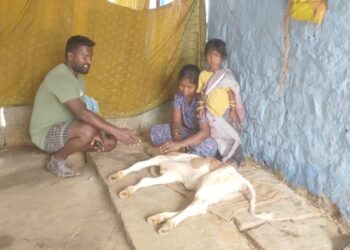 Sad News A dumb animal fell victim to the neglect of a fake doctor.? : A disturbing incident in KGF..!